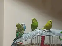 4 beautiful and young budgies need new home