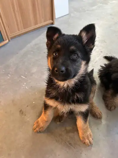 German Shepherds puppies, View more