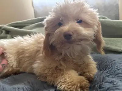 Shihpoo puppies, View more