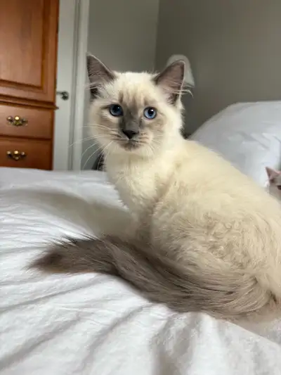 Ragdoll kittens , View more