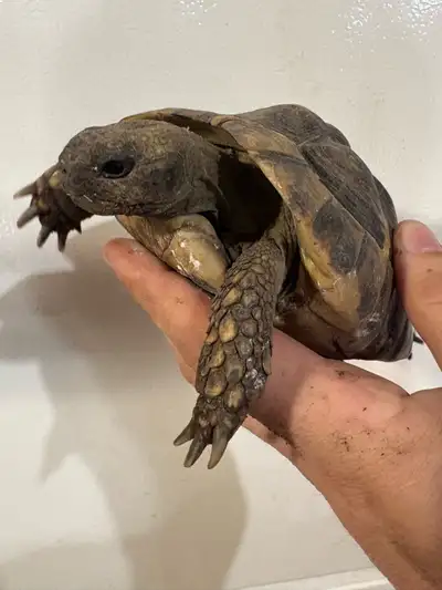 female eastern Hermanns tortoise, View more