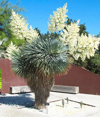 Winter hardy yucca rastra