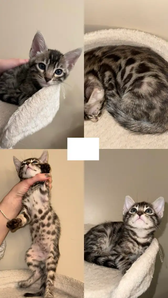 bengal Kittens  in Cats & Kittens for Rehoming in Calgary - Image 4
