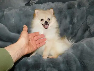 Loulou(small)Pomeranian, View more