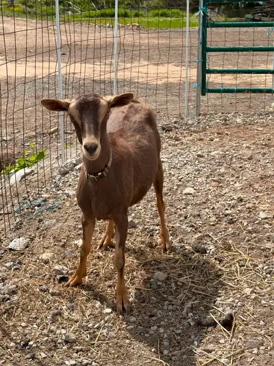 1 toggenburg doe milk dairy goat 4-5 liters of milk a day and 1 male goat buck.