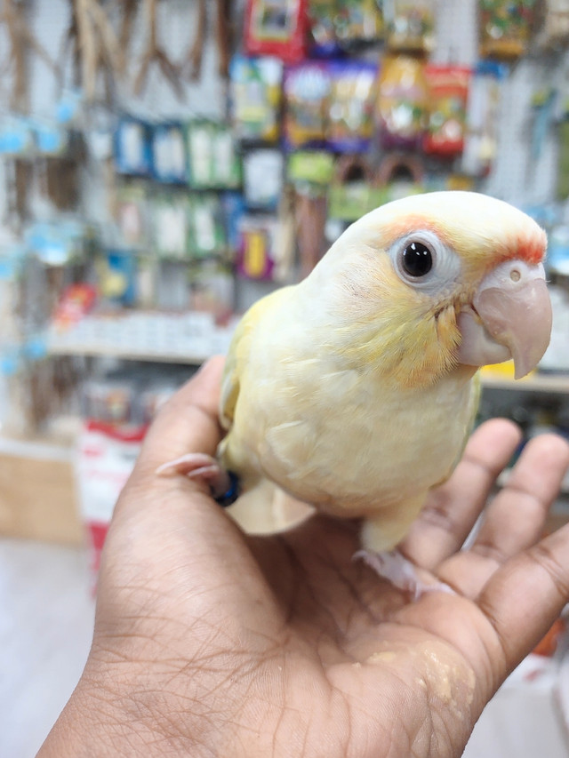 Various Conures! | Birds for Rehoming | City of Toronto | Kijiji