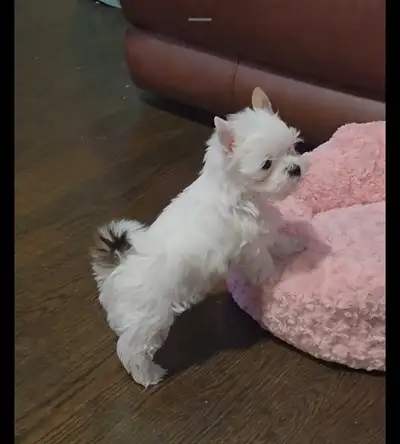 puppies for sale shorkie, View more