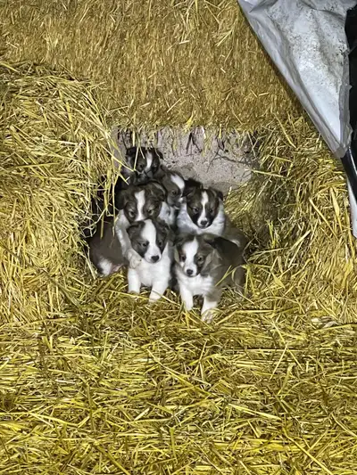 Sheltie Purebred Puppies, View more