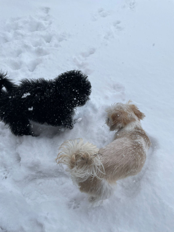 2 puppies for sale 1 male & 1 female Dogs & Puppies for Rehoming