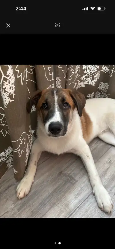 Puppy in need of new home, View more