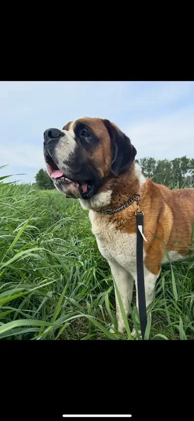 St. Bernard for Rehoming, View more