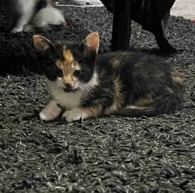   kitten for sale, View more