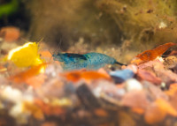 Aquarium Shrimp for Sale - Blue , Red, Yellow