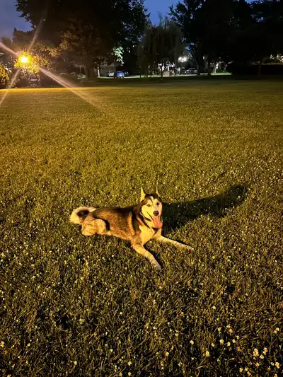 Husky sibérien de 2 ans - Bien dresser, View more