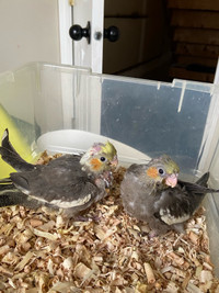 Grey/Pied Cockatiels (babies) Available for $250 each