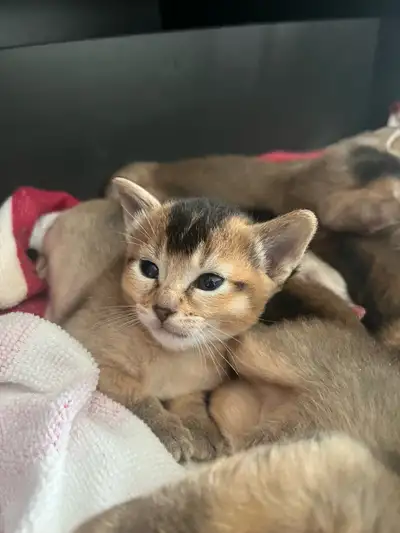 Chatons Abyssins / Abyssinian Kittens, View more