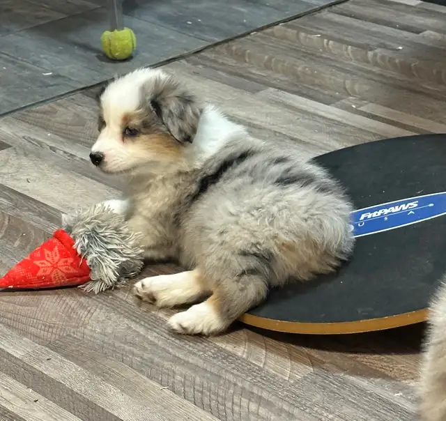 CKC Miniature American Shepherd (AKA : Mini Aussie)  in Dogs & Puppies for Rehoming in Napanee - Image 2