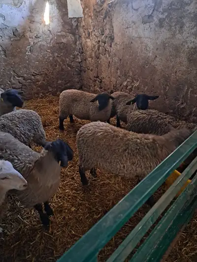 Bred suffolk ewe lambs, View more