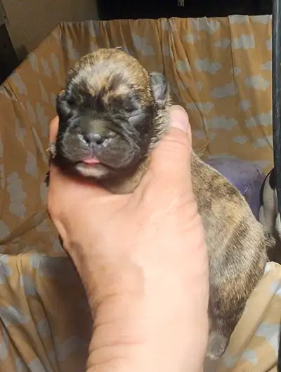 French Bulldog CKC REG , View more