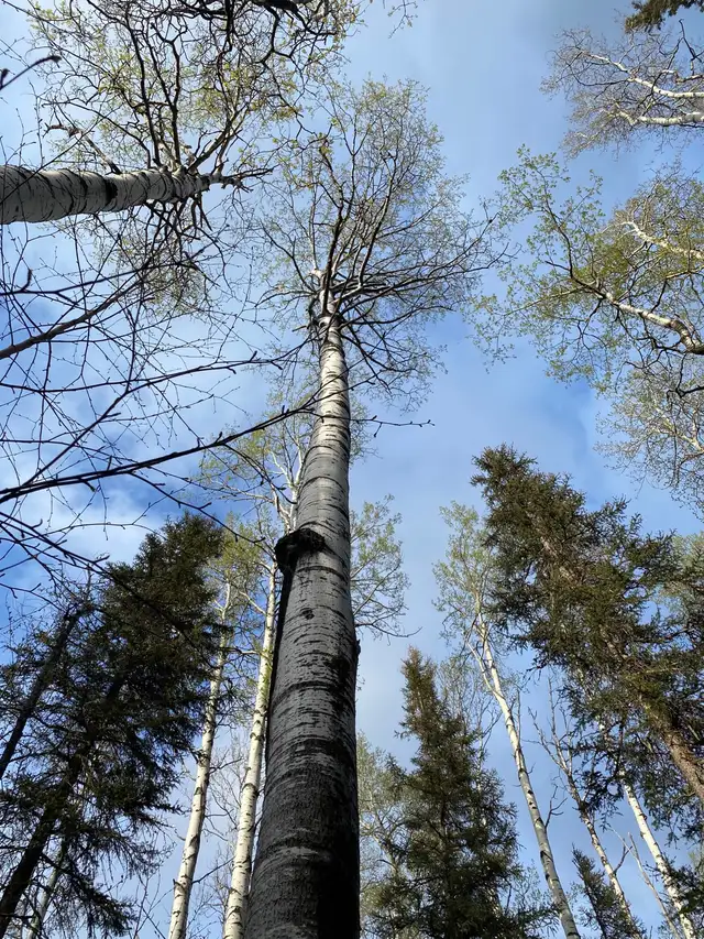 Yukon Waterfront Acreage  in Land for Sale in Whitehorse - Image 3