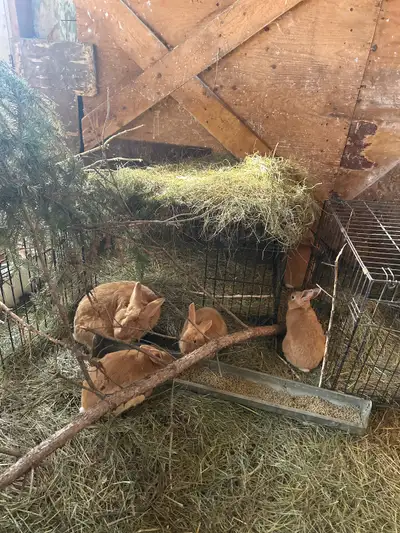 Flemish Giant Rabbit Colony in Dauphin, View more