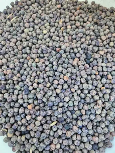 Forage Peas/ Glyphosate free, View more