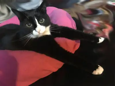 VISITE A DOMICILE POUR CHAT - SÉCURITAIRE ET MOINS DISPENDIEUX, View more