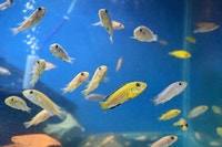 African Cichlids Fish Ottawa Ottawa / Gatineau Area Preview