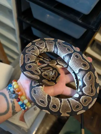 Ball Python female het pied, View more