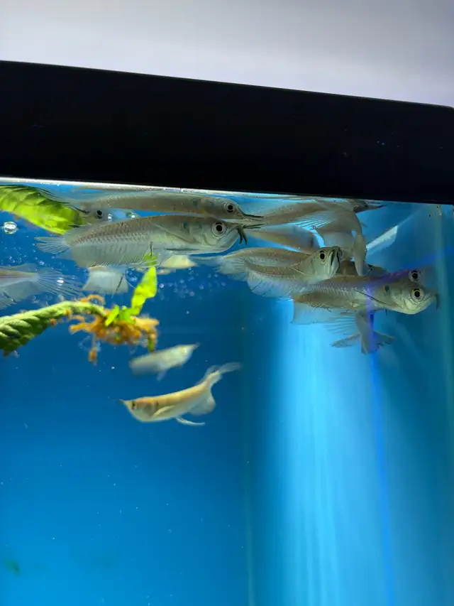 plusieurs  Arrowana  in Fish for Rehoming in Laval / North Shore - Image 3