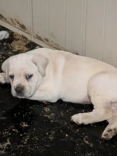 Cane Corso pups, straw/white, gray, blue, brindle , formentino, View more
