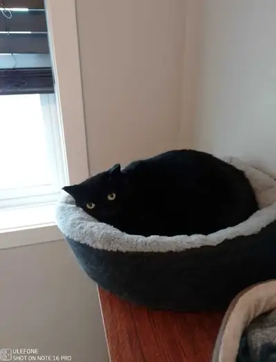 Yoda & Yodi – Bonded Rescue Pair - URGENT, View more