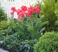 Red Canna Lily Bulbs