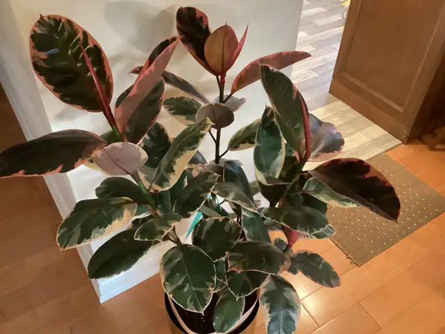 House Plants595974660010158082