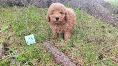 MINI POODLE PUPPIES, View more