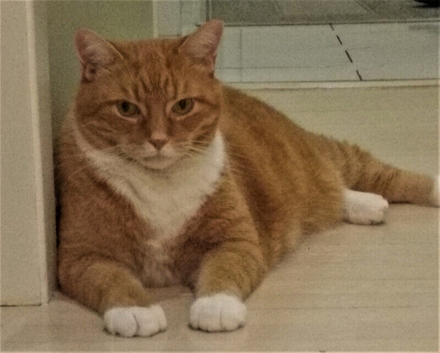 CAT VISITS & CAT SITTER - Richmond Hill, Oak Ridges, Thornhill in Cats & Kittens for Rehoming in Markham / York Region - Image 2