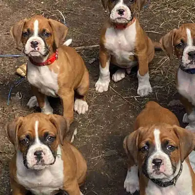 chiots boxer pure race ,  prêt à partir pour l’adoption, View more