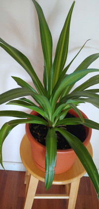 Ribbon plant or verigated spider plant 16"