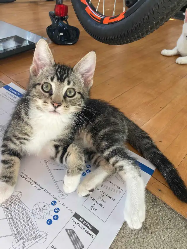 VERNON, BC $30-$190 PRICES NEGOTIABLE in Cats & Kittens for Rehoming in Vernon - Image 4