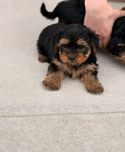 Yorkshire Terrier puppies, View more