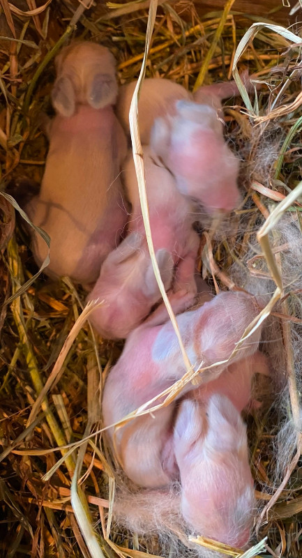 Baby Bunnies In The Nursery! in Small Animals for Rehoming in Cole Harbour - Image 2