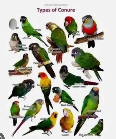 I'm looking for a female Conure for my male Conure., View more