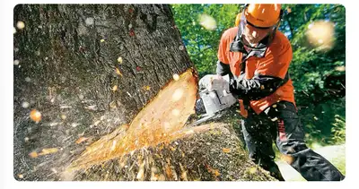 Chainsaw Operator , View more