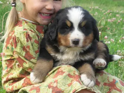 Big Beautiful Bernese Mtn Puppies, View more