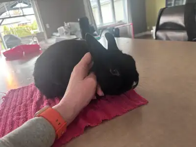 Lapin nain de 3 ans mâle à donner (il n’est pas opéré) Il est calme et attachant. L’été et quand la...