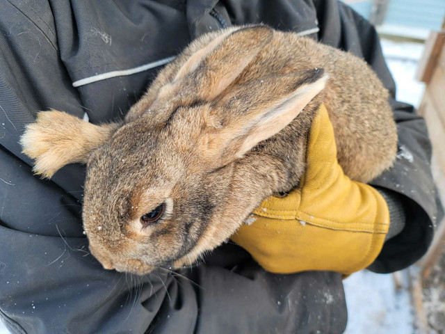 Flemish giant/ New Zealand Rabits  in Other Pets for Rehoming in Red Deer - Image 3