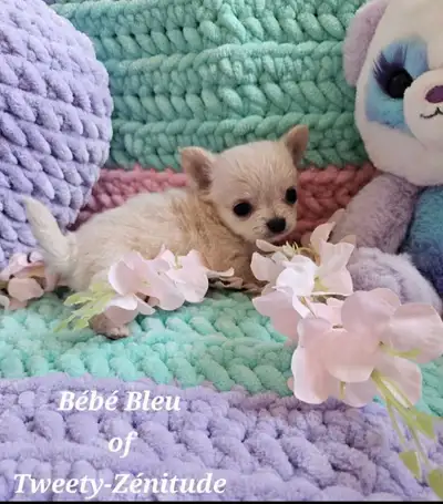 Wow Chiots chihuahua tea cup  wow, View more