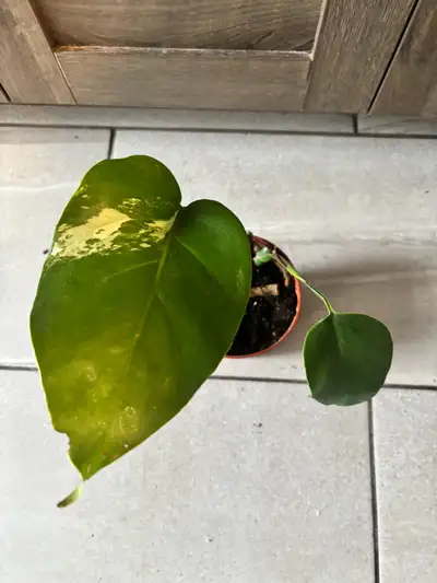 Monstera mint, View more