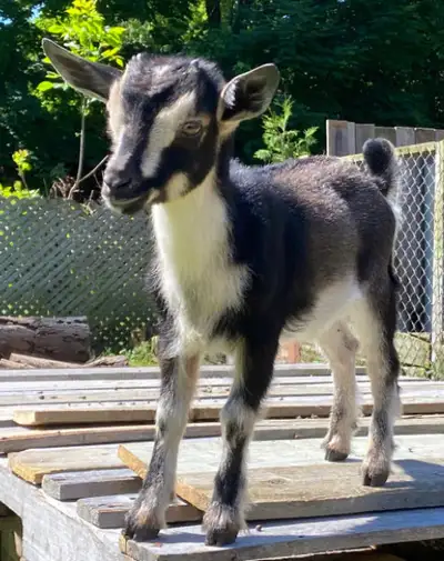 call 647 384-9507 GREATEST OF ALL TIME G. O. A. T. G.O.A.T Pure bred, Nigerian dwarf, goats mini goa...
