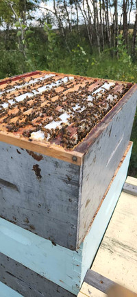 2024 Nuc Honey Bee Hives for sale_ * 100+ still available*